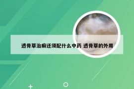 透骨草治癣还须配什么中药 透骨草的外用