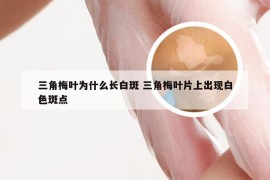 三角梅叶为什么长白斑 三角梅叶片上出现白色斑点