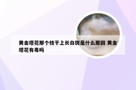 黄金塔花那个枝干上长白斑是什么原因 黄金塔花有毒吗