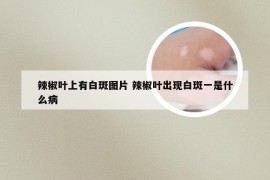 辣椒叶上有白斑图片 辣椒叶出现白斑一是什么病