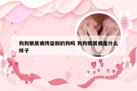 狗狗银屑病传染别的狗吗 狗狗银屑病是什么样子