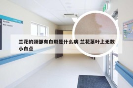 兰花的颈部有白斑是什么病 兰花茎叶上无数小白点